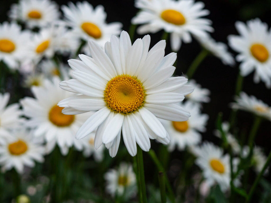 Chamomile Growing Guide