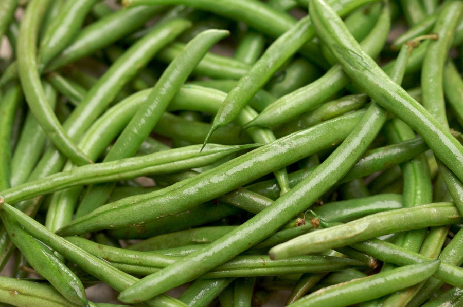 Bean Growing Guide