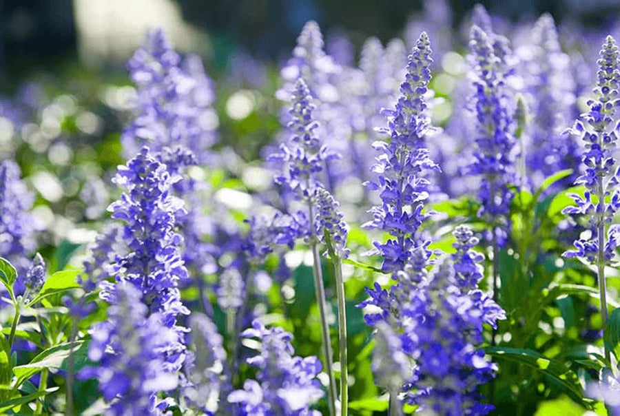 Hyssop Growing Guide