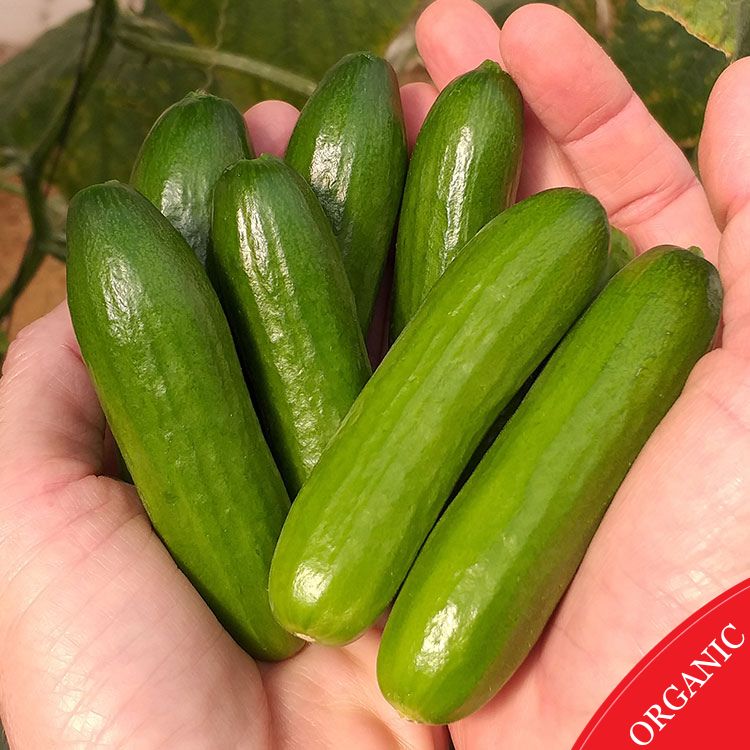 Mini-Me Hybrid Cucumber F1 - HOSS