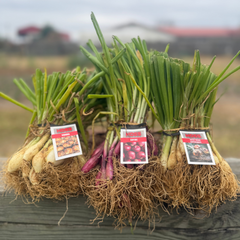 Short-Day Onion Variety Plant Bundle