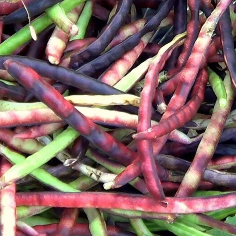 Mississippi Pinkeye Purplehull Pea