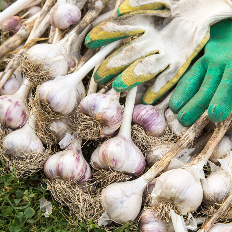 Music Garlic